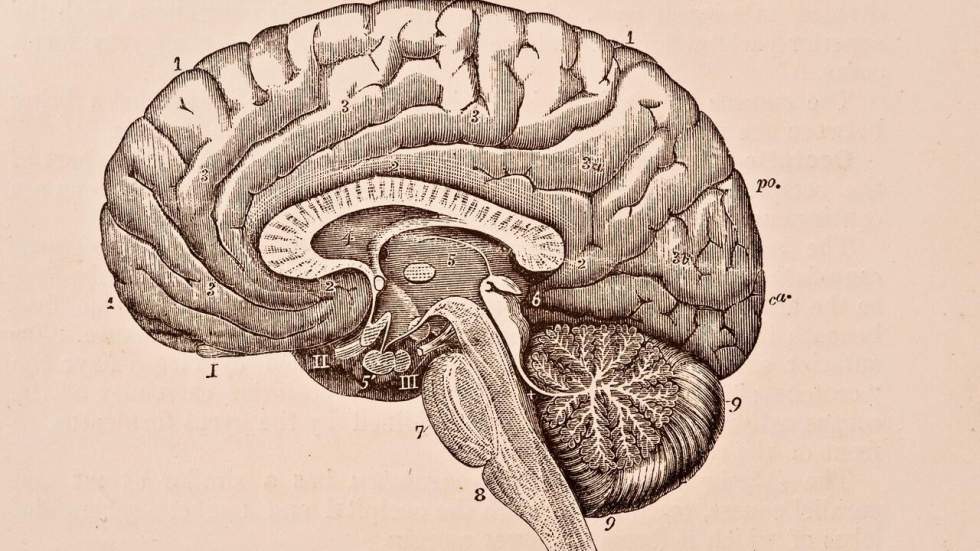 L'étude qui pourrait invalider plus de 15 ans de recherche sur le cerveau