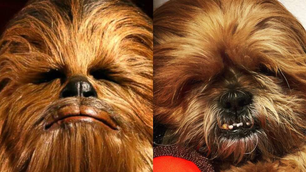 Chewbacca a probablement un fils illégitime, et c'est un chien