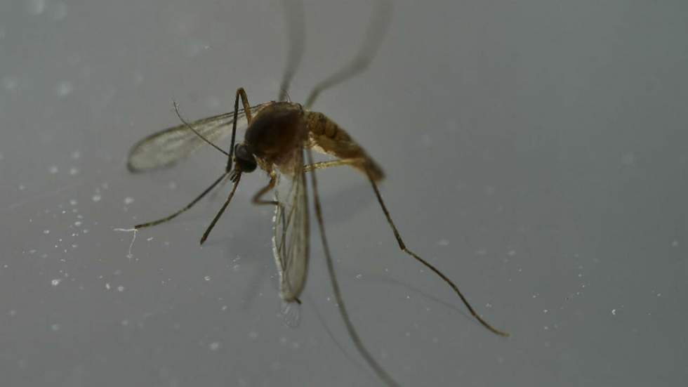 Virus Zika : naissance d'un bébé atteint de microcéphalie en Espagne, une première en Europe