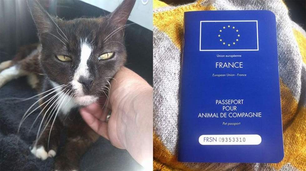 Un chat disparu à Londres réapparaît 8 ans plus tard... à Paris