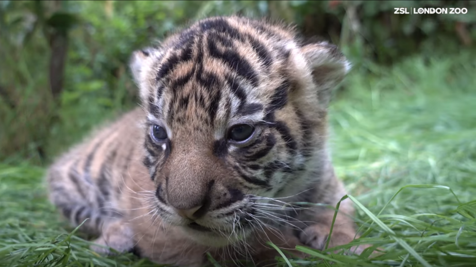 Deux adorables bébés tigres nés au zoo de Londres nous rappellent que l'espèce est menacée