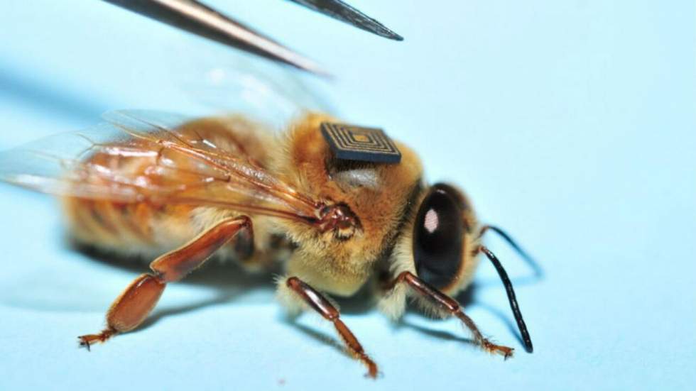 Des abeilles dotées de puces électroniques pour comprendre les dangers qui les guettent