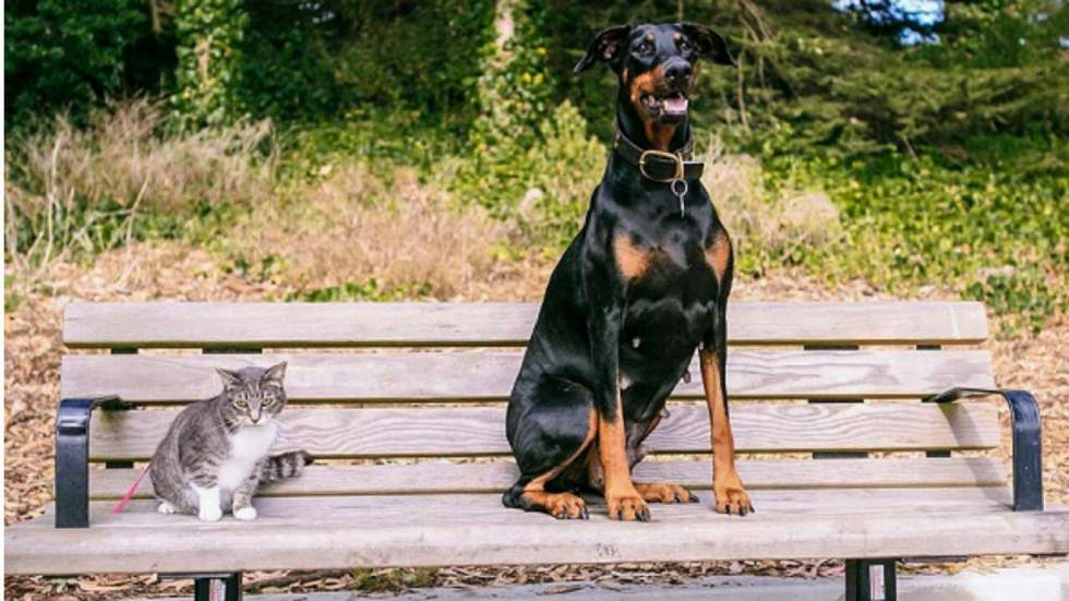 Les amateurs de chats ont moins d'amis que les amateurs de chiens, selon une étude Facebook Les amateurs de chats ont moins d'amis que les amateurs de chiens, selon une étude Facebook