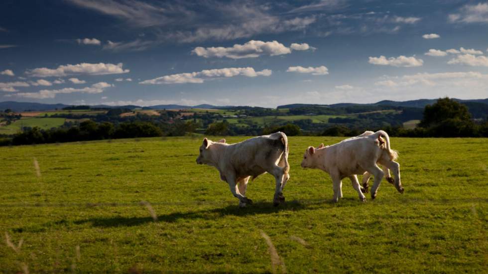 500 vaches ont disparu en Nouvelle-Zélande et personne ne sait où elles sont