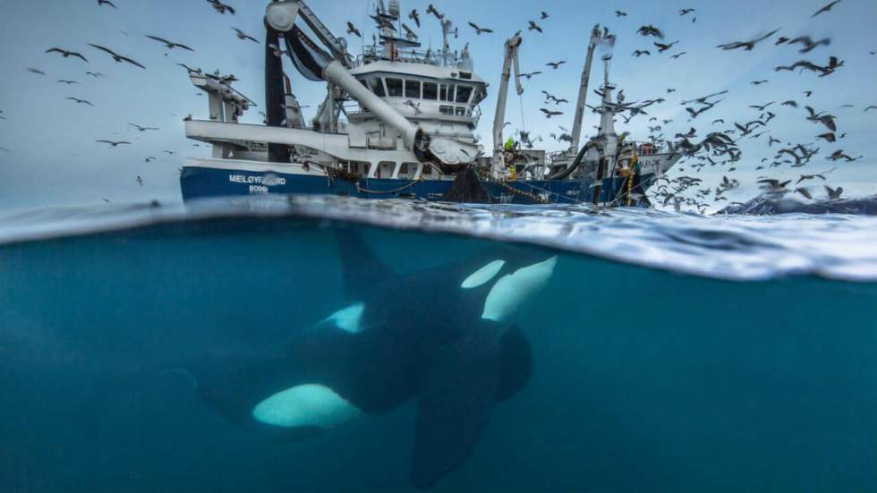 Regarder les photos du "Wildlife Photographer of the Year" détend plus qu'une séance de yoga