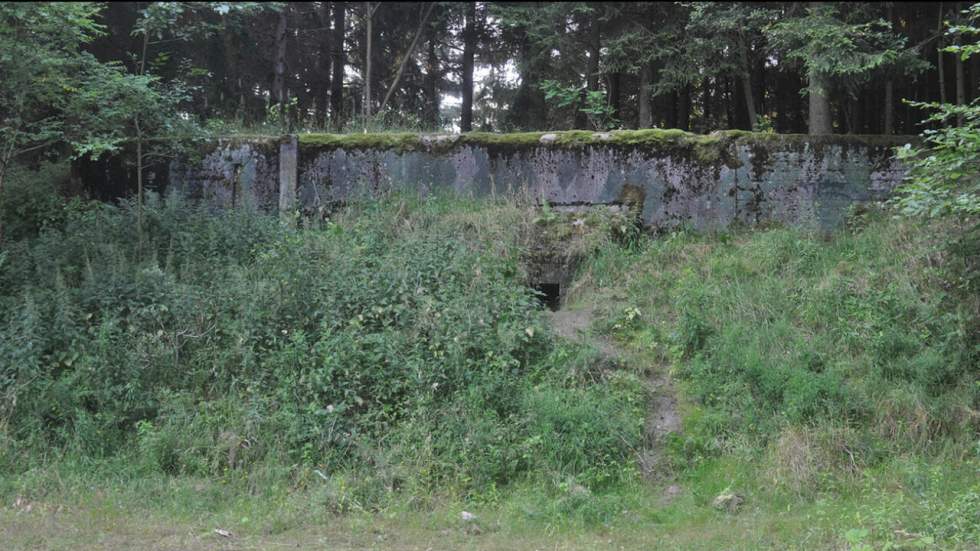 Une étrange colonie de fourmis a élu domicile au fond d'un bunker soviétique abandonné