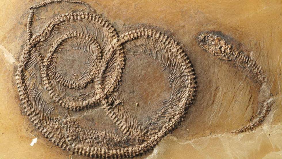 Darwin aurait adoré ce fossile d'un insecte mangé par un lézard mangé par un serpent