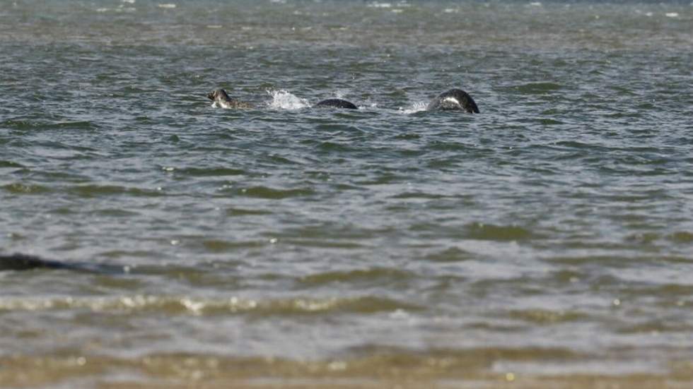 Trois phoques bien alignés ont fait croire à tout le monde qu'on avait photographié le monstre du Loch Ness Trois phoques bien alignés ont fait croire à tout le monde qu'on avait photographié le monstre du Loch Ness