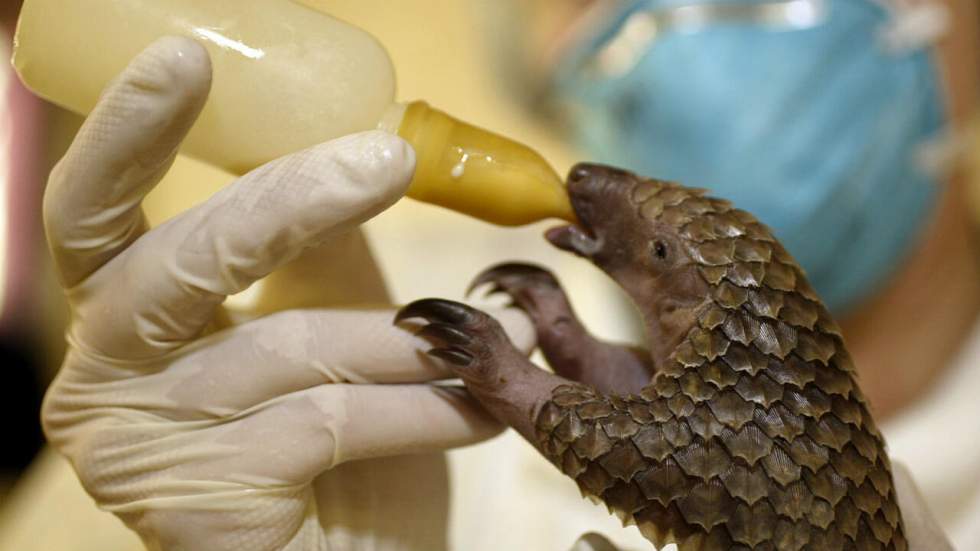 Tout ce qu'il faut savoir sur la conférence de la Cites qui pourrait sauver les pangolins (entre autres)