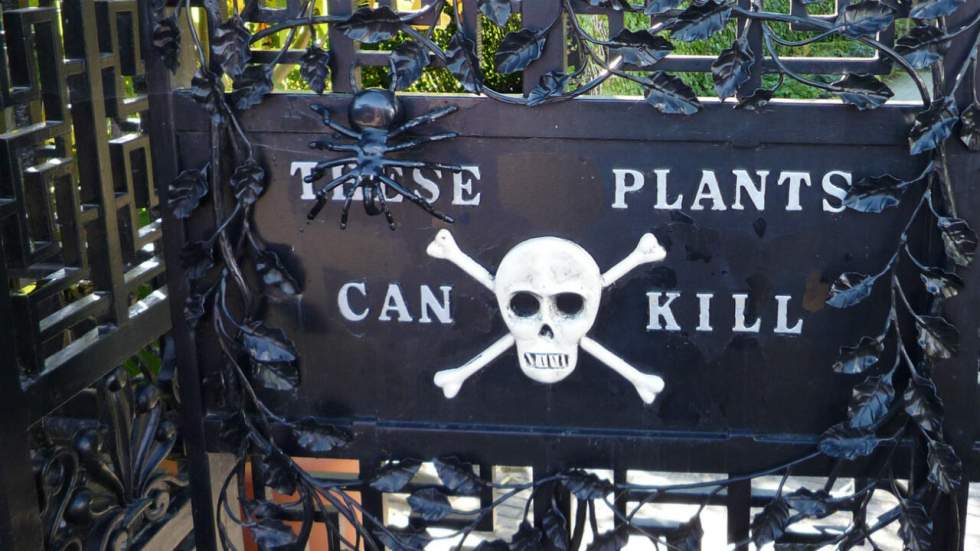 Derrière les grilles du Poison Garden, le jardin aux plantes mortelles du château d'Alnwick au Royaume-Uni