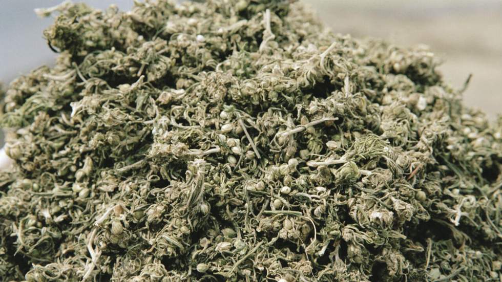 Un squelette vieux de 2 500 ans enveloppé dans un linceul de cannabis a été découvert en Chine Un squelette vieux de 2 500 ans enveloppé dans un linceul de cannabis a été découvert en Chine