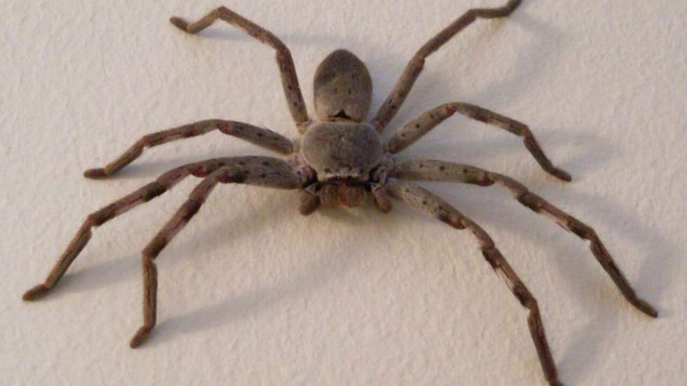 Cette araignée géante portant une souris va hanter vos nuits Cette araignée géante portant une souris va hanter vos nuits