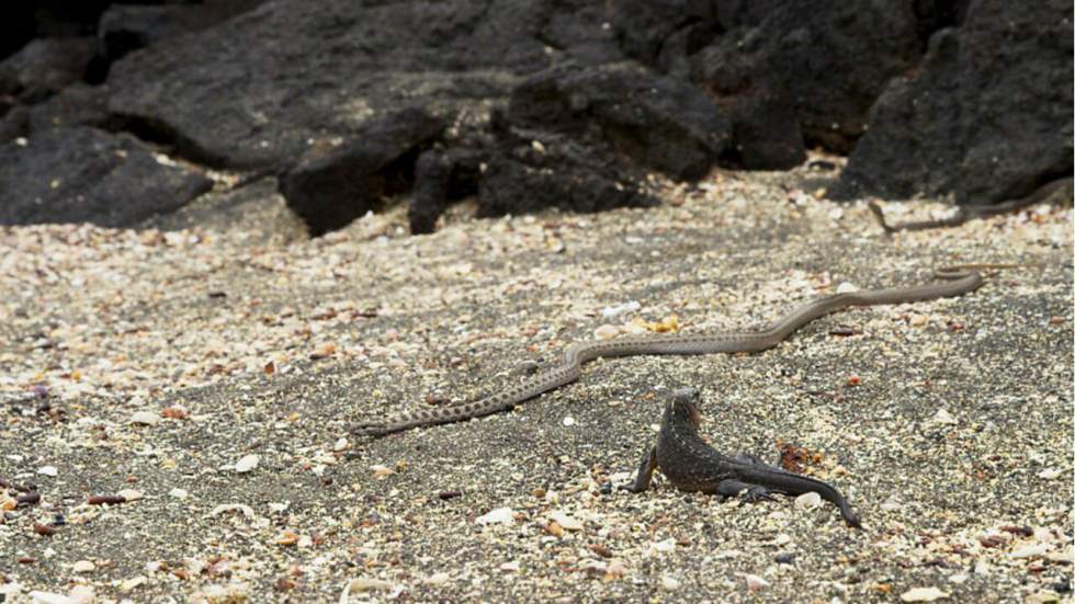 On a rarement vu plus captivant que cette vidéo d'un iguane poursuivi par des serpents