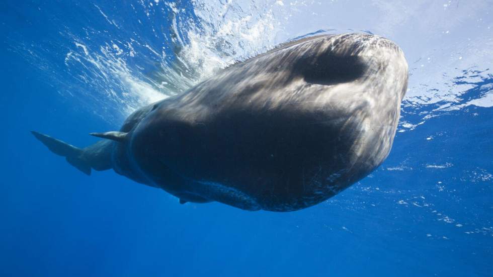 Oui, il est possible de devenir millionnaire en pêchant du vomi de cachalot