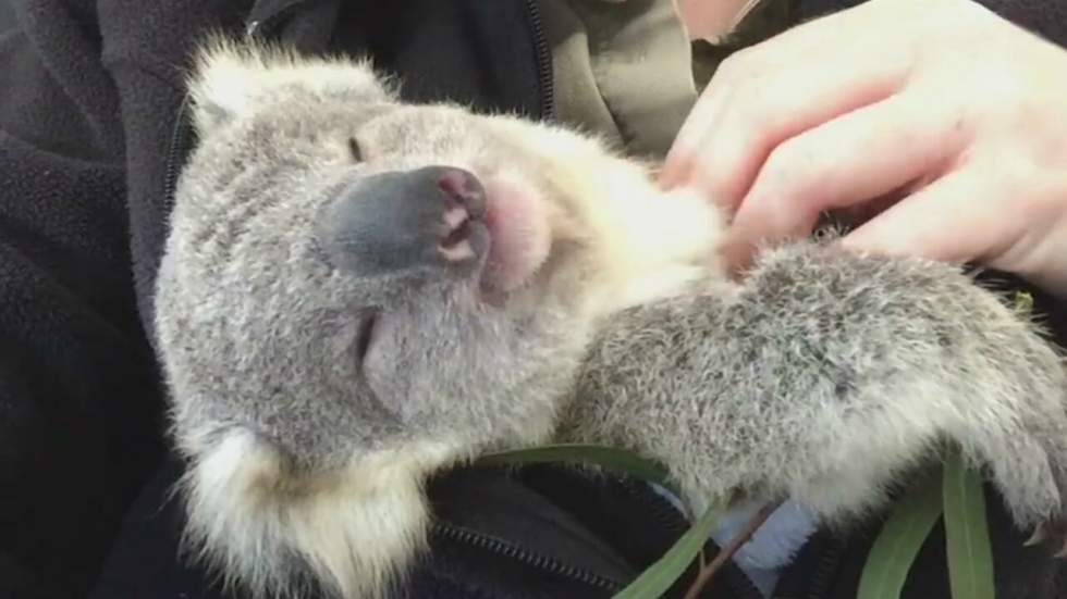 On devrait tous passer la même journée que ce koala à la bien