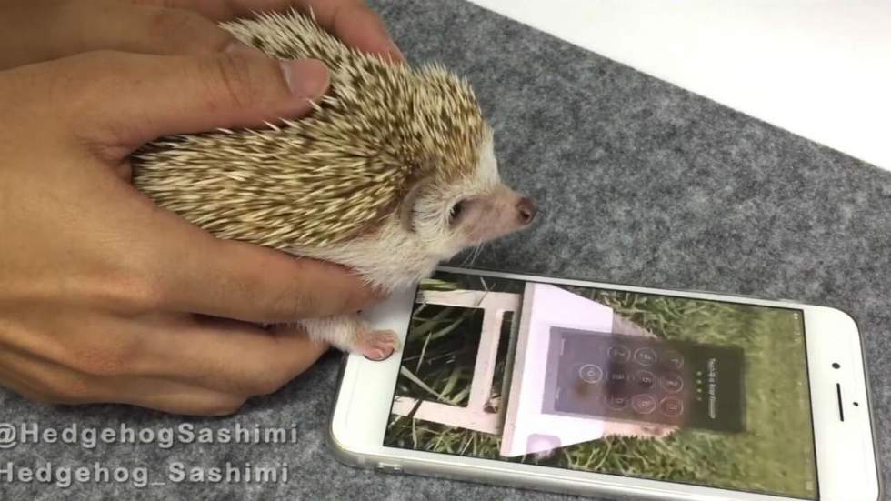 Pour sécuriser son smartphone, il le verrouille avec une patte de hérisson
