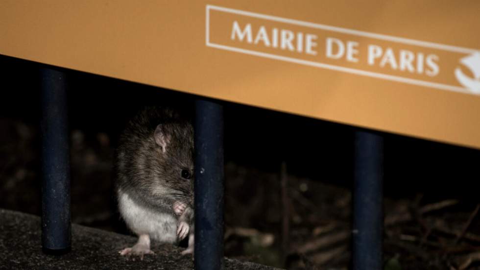 Les rats ont envahi Paris, la mairie contre-attaque