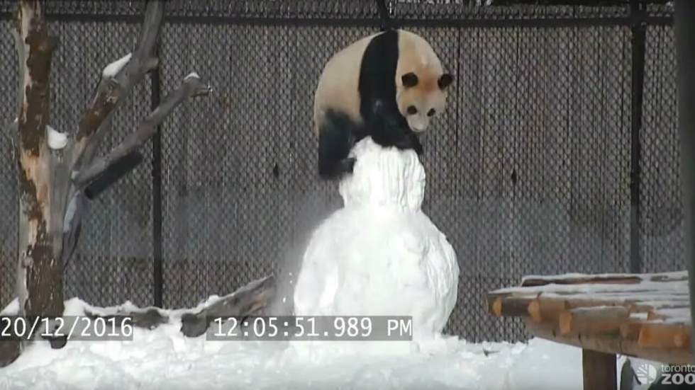 Panda vs bonhomme de neige : le duel ultime de 2016