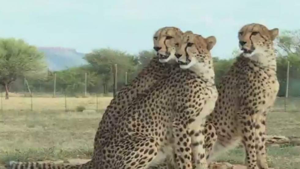 Vidéo : le guépard, une espèce menacée d'extinction Vidéo : le guépard, une espèce menacée d'extinction