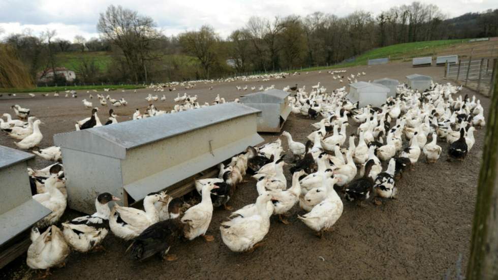 Grippe aviaire : abattage massif de canards dans le sud-ouest de la France