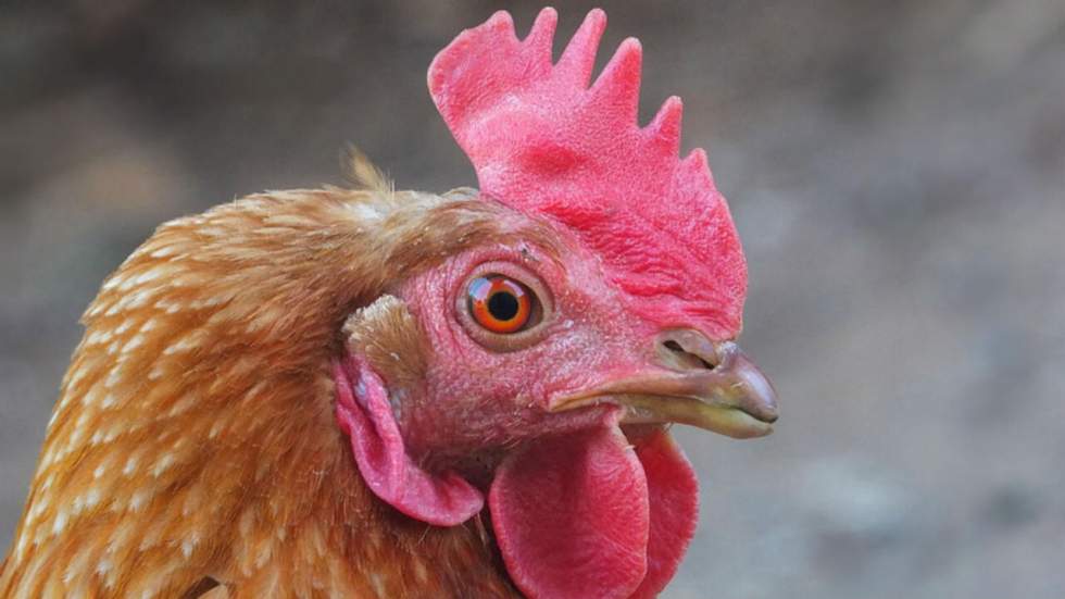 Pourquoi les poules sont beaucoup plus intelligentes qu'on ne le croit