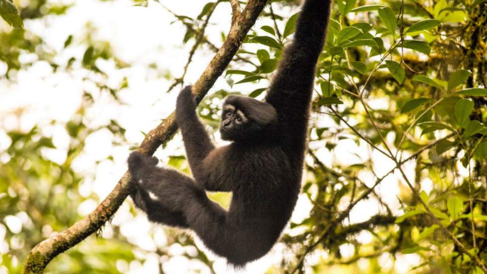 Dites bonjour au gibbon Skywalker, une nouvelle espèce de singe découverte par des scientifiques fans de "Star Wars"