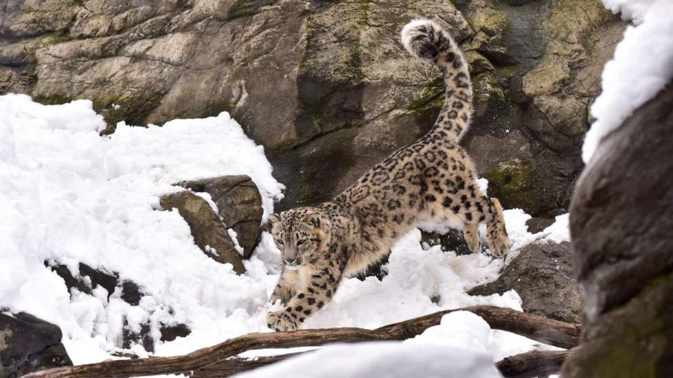 Deux espèces de léopards partagent le même habitat à cause du réchauffement climatique