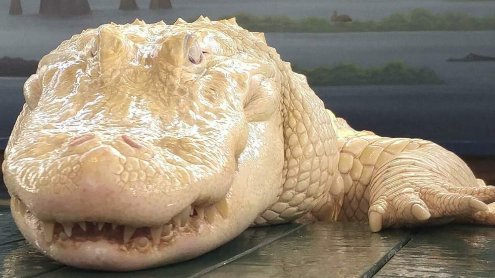 Ceci n'est pas une statue, c'est un alligator albinos bien vivant prénommé Pearl