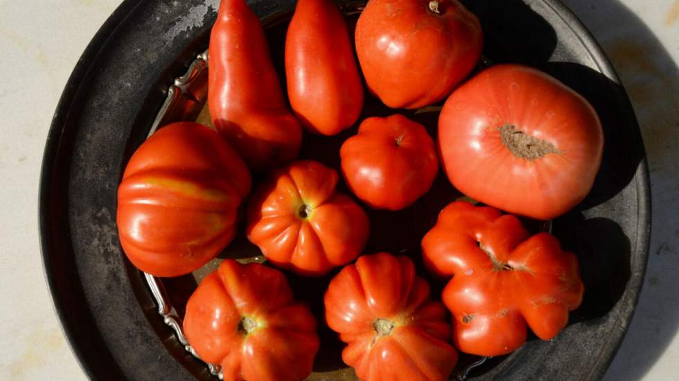Des scientifiques ont trouvé le moyen de redonner du goût aux tomates Des scientifiques ont trouvé le moyen de redonner du goût aux tomates