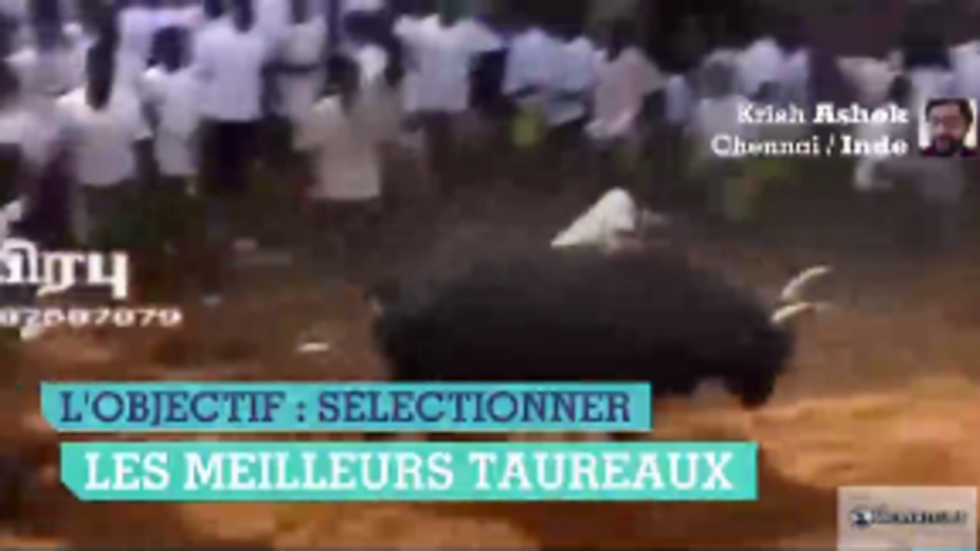 Un rituel tamoul qui prend le taureau par les cornes et une plage de Rio devenue dépotoir Un rituel tamoul qui prend le taureau par les cornes et une plage de Rio devenue dépotoir