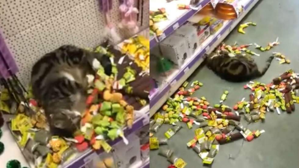 Un chat s’infiltre dans un magasin pour animaux et perd les pédales au rayon "herbe à chat"