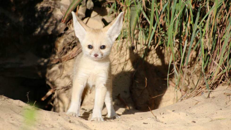 Oh rien, juste un bébé fennec avec de super grandes oreilles