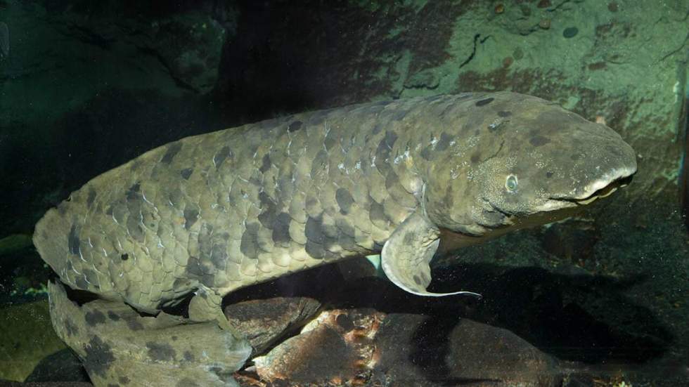 Granddad, le plus vieux poisson d’aquarium au monde, est monté au ciel Granddad, le plus vieux poisson d’aquarium au monde, est monté au ciel