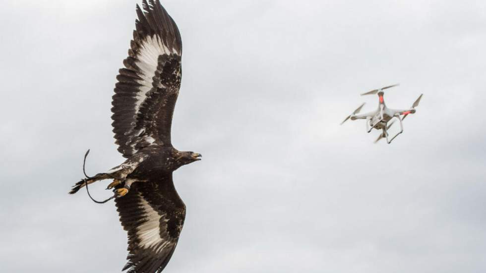 Vidéo : Les aigles, la nouvelle arme de lutte anti-drone de l'armée de l'air française Vidéo : Les aigles, la nouvelle arme de lutte anti-drone de l'armée de l'air française
