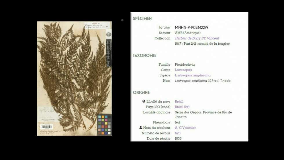L'herbier du Muséum national d'histoire naturelle a été numérisé et il est de toute beauté