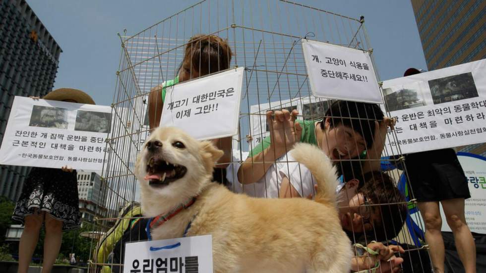 Le plus grand marché de viande de chien de Corée du Sud ne fermerait finalement pas ses portes