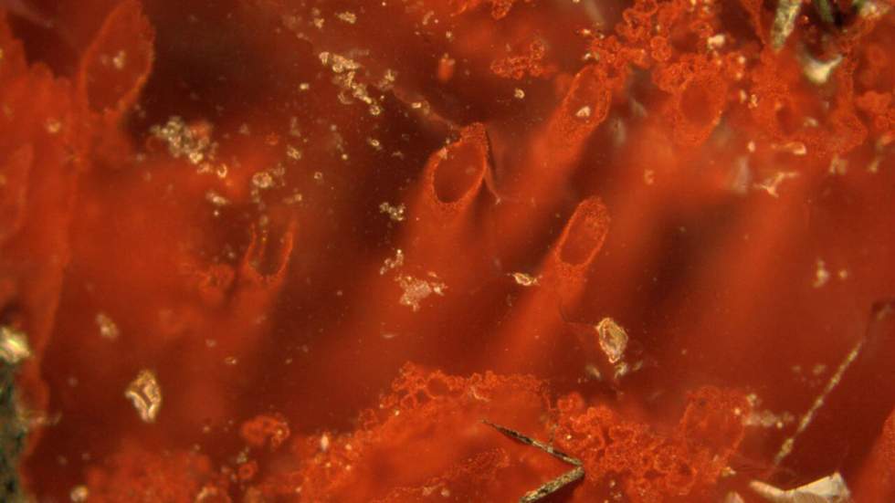 Les plus vieilles traces de la vie sur Terre ont été découvertes au Québec Les plus vieilles traces de la vie sur Terre ont été découvertes au Québec