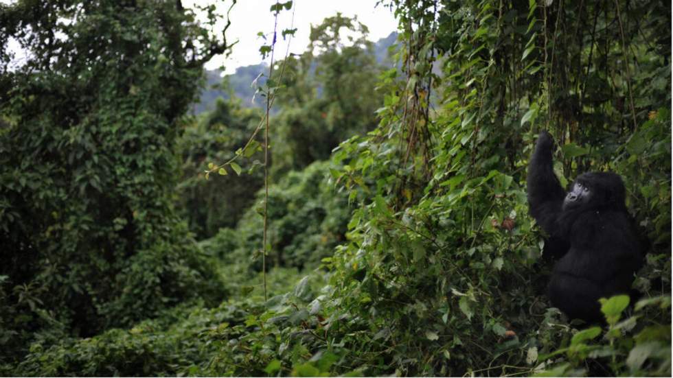 Déforestation : douze pays africains s’engagent à remplacer l’or vert par l’or bleu