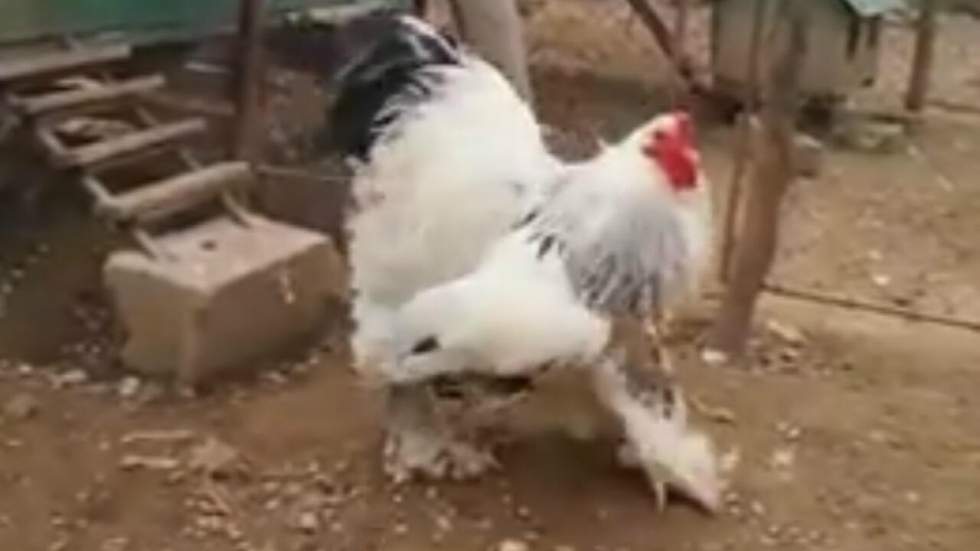 Un très gros poulet a traumatisé Internet et nous a rappelé d'où il venait