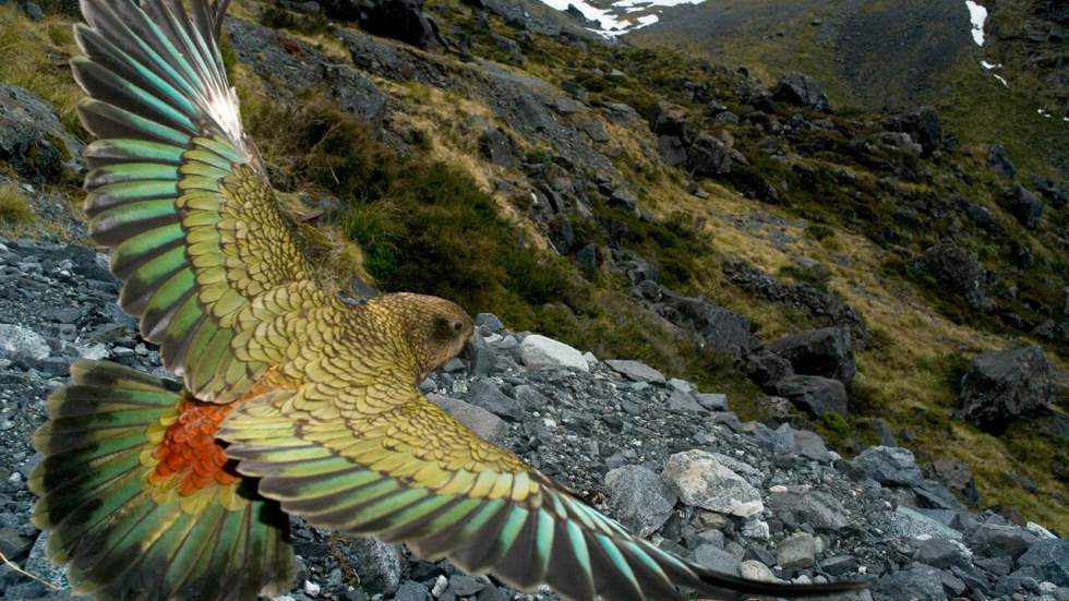 Le perroquet kéa est l'oiseau le plus déconneur au monde