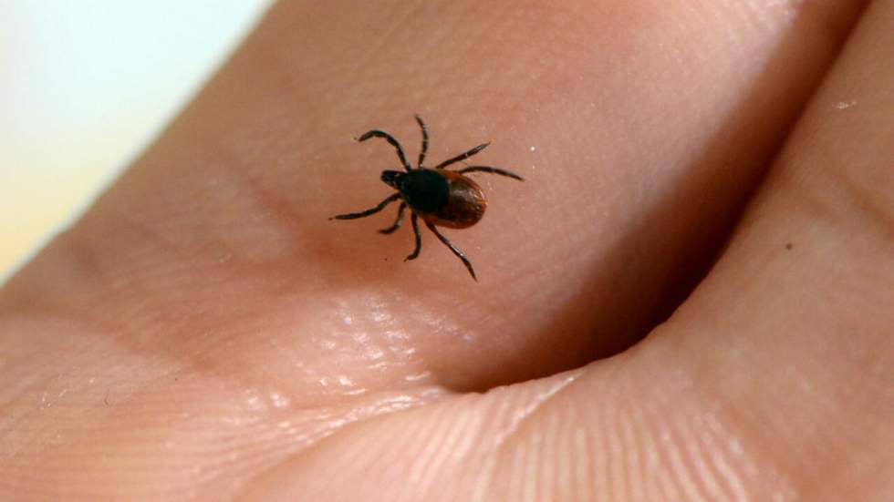 France : les associations de malades de Lyme se mobilisent avant la présidentielle