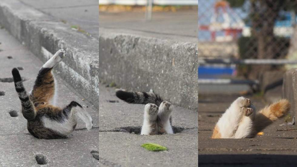 Des chats errants japonais trouvent des tuyaux et décident de faire de leur vie un remake de Mario