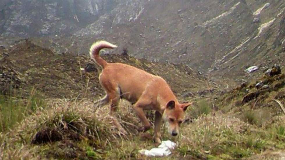 Le chien sauvage le plus ancien du monde a été observé pour la première fois en 50 ans Le chien sauvage le plus ancien du monde a été observé pour la première fois en 50 ans