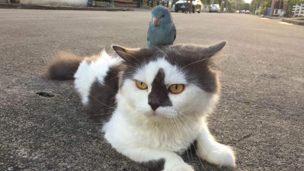 Ce petit oiseau bleu ne veut pas abîmer ses ailes, alors il se sert d'un chat comme destrier