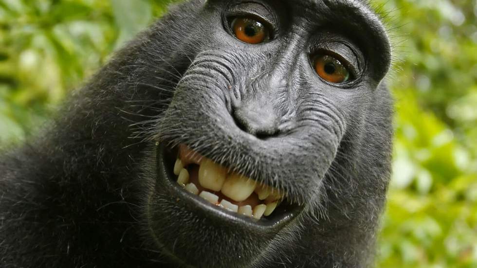 Le "singe à selfie" est chassé pour sa viande en Indonésie alors que son espèce est déjà menacée