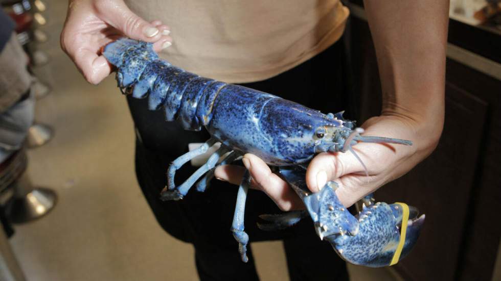 Rarissime, un homard bleu a été pêché dans la baie de Saint-Brieuc