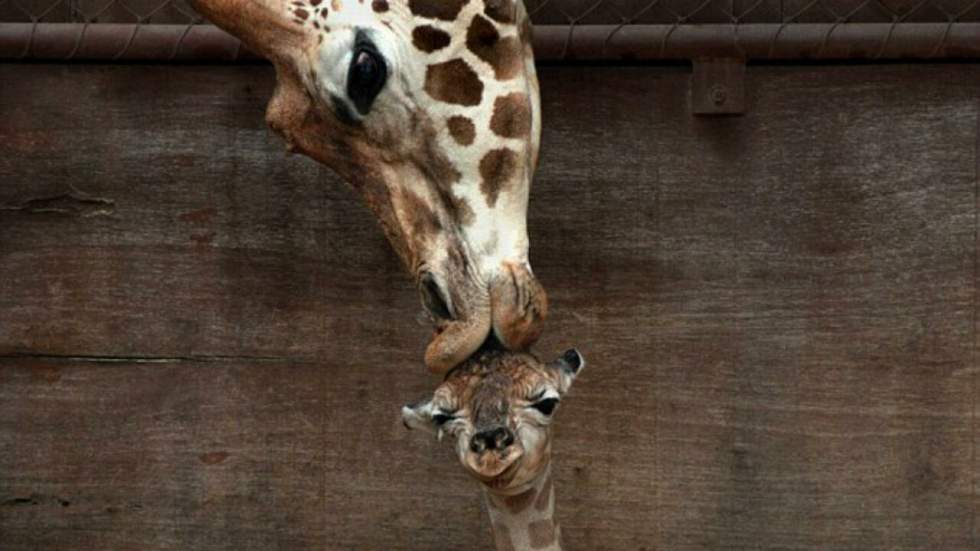 Ivre, Internet pense qu’il s’agit d’April la girafe et son petit sur cette photo culte de 1995