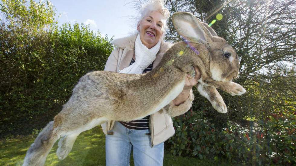 La série noire continue pour United Airlines : ce lapin géant est mort en plein vol