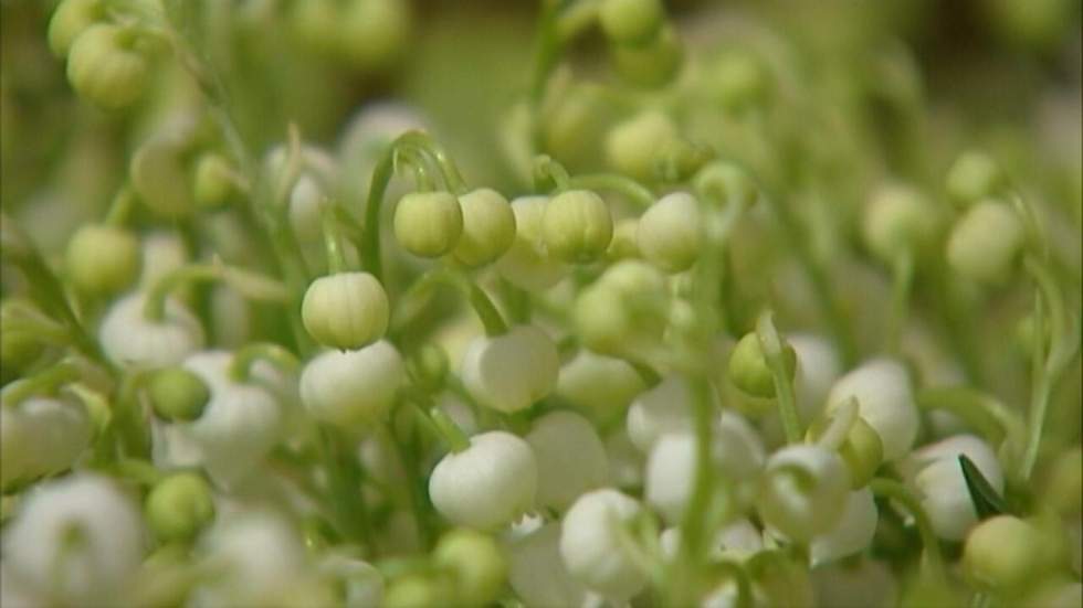 Le muguet du 1er mai : au moins 60 millions de brins vendus