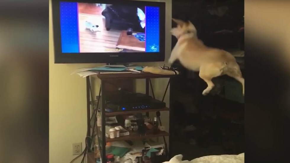 Le chien qui sautait dans un placard quand il voyait un autre chien à la télé